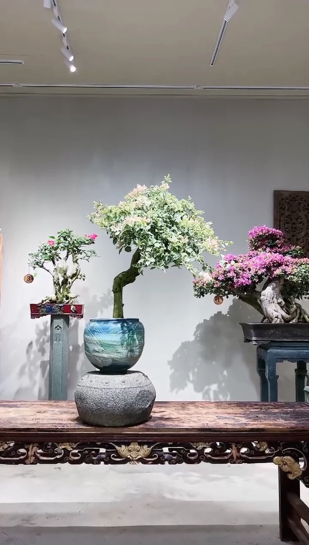 【闪购商品】盆景少女心