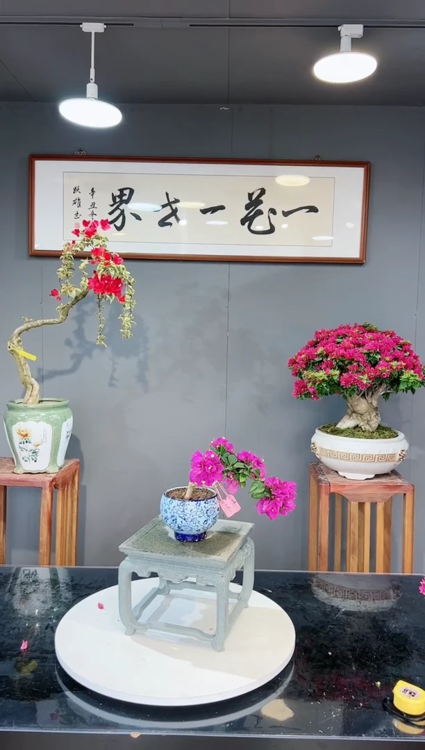 【闪购商品】小叶紫