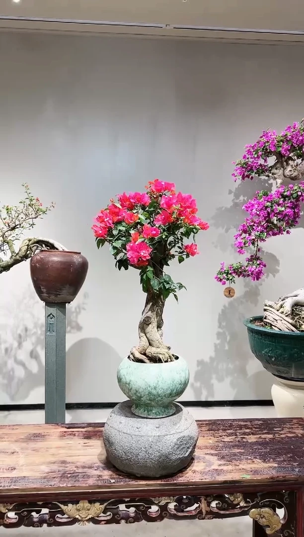 【闪购商品】盆景同安红