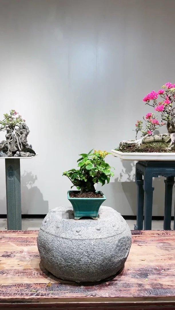 【闪购商品】加州黄金