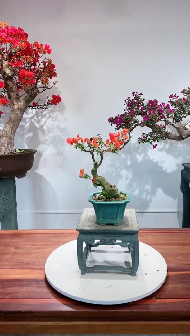 【闪购商品】同安红