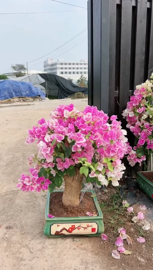 【闪购商品】章红樱