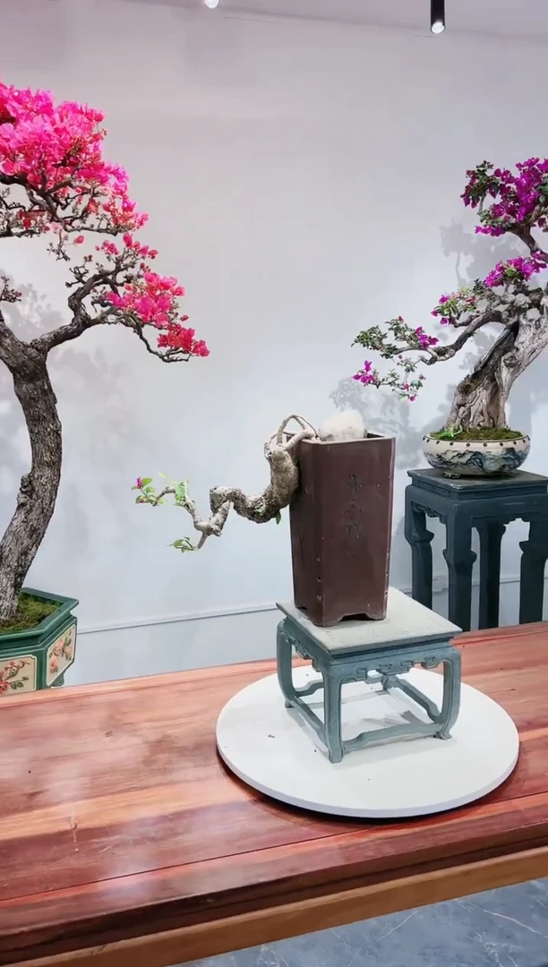 【闪购商品】小叶紫