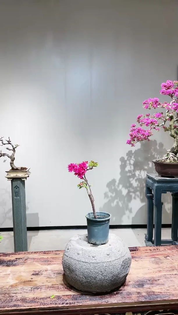 【闪购商品】重瓣红