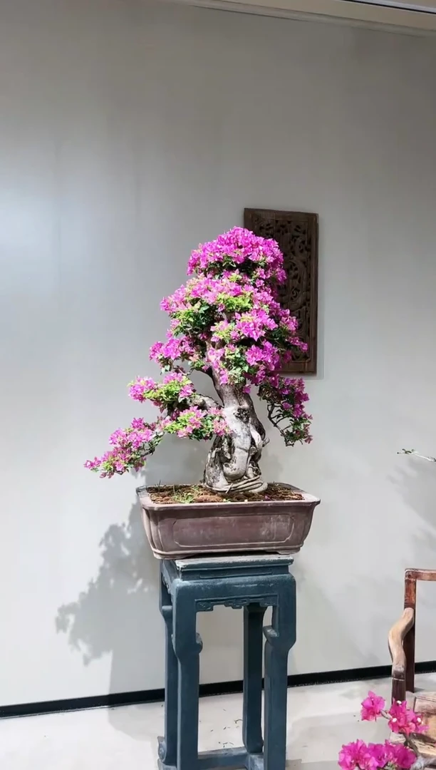 【闪购商品】小叶紫,绿樱