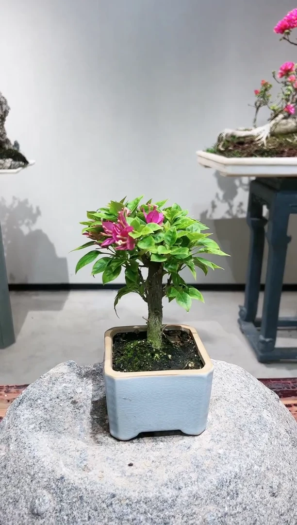 【闪购商品】小桃红