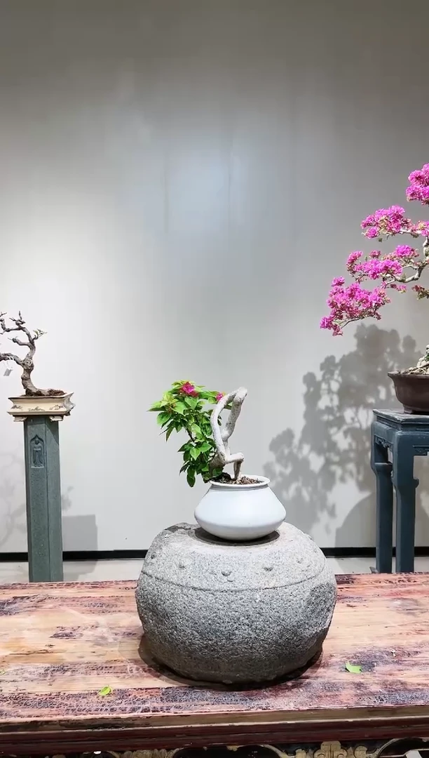 【闪购商品】小桃红