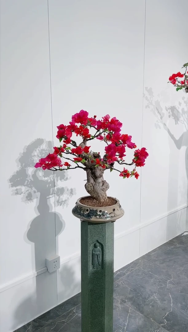 【闪购商品】同安红