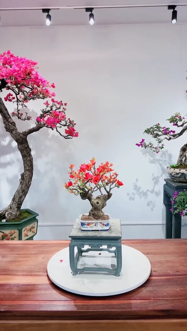 【闪购商品】同安红
