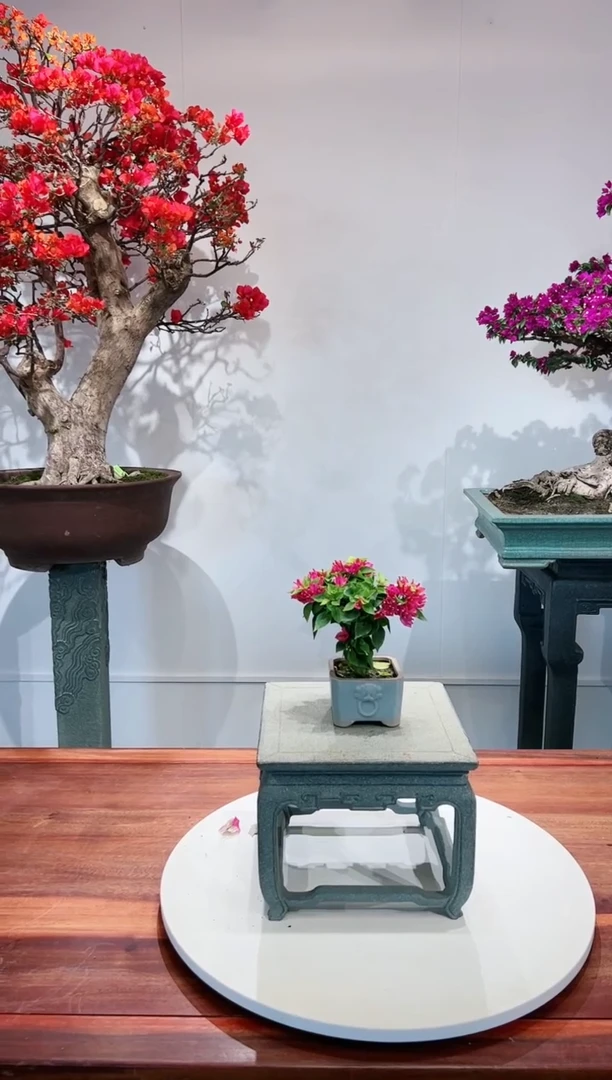 【闪购商品】小桃红