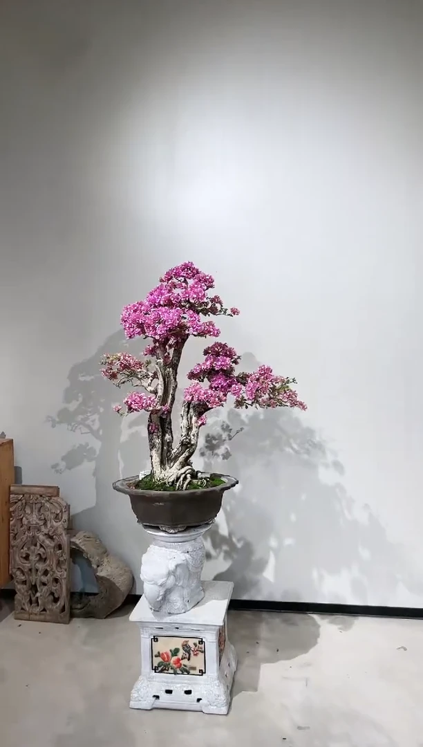 【闪购商品】小叶紫