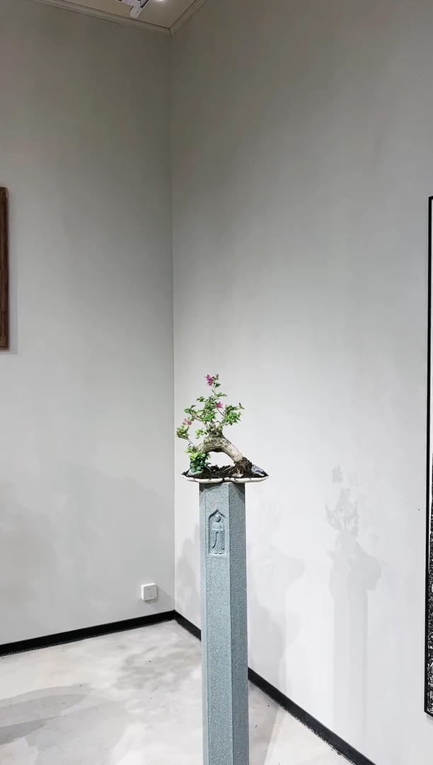 【闪购商品】小叶紫桥
