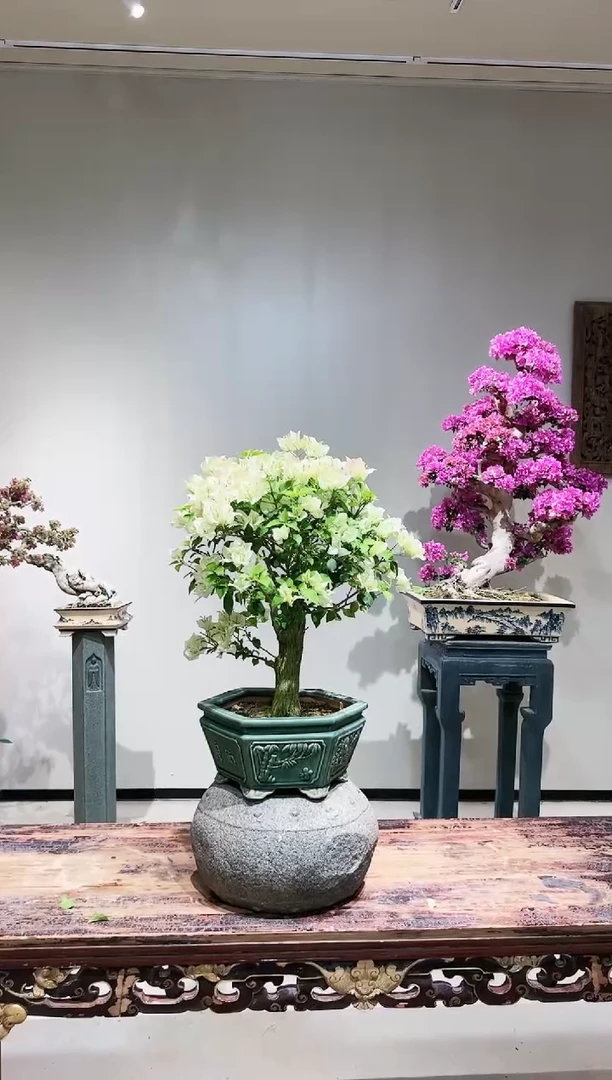 【闪购商品】大绿樱