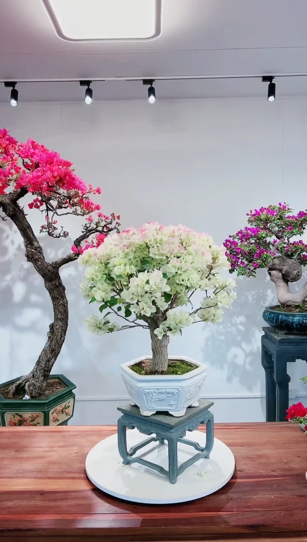 【闪购商品】绿樱花