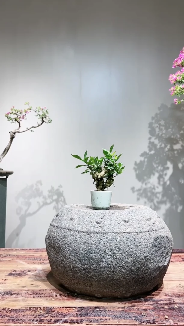 【闪购商品】栀子花