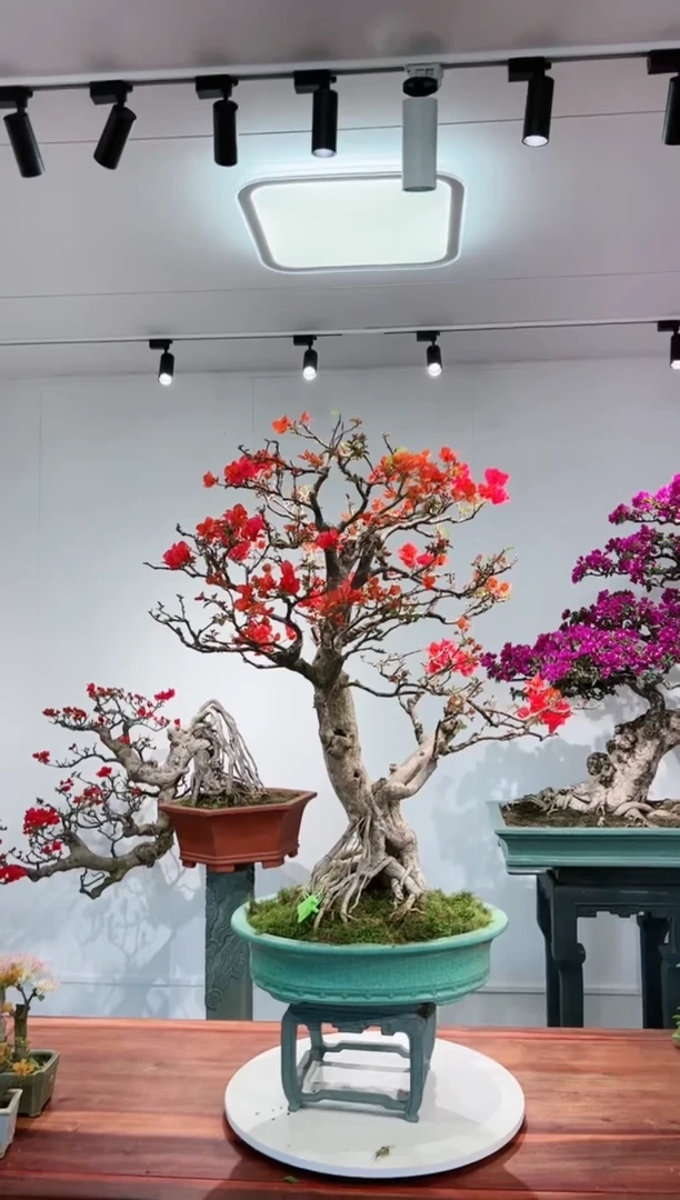 【闪购商品】同安红