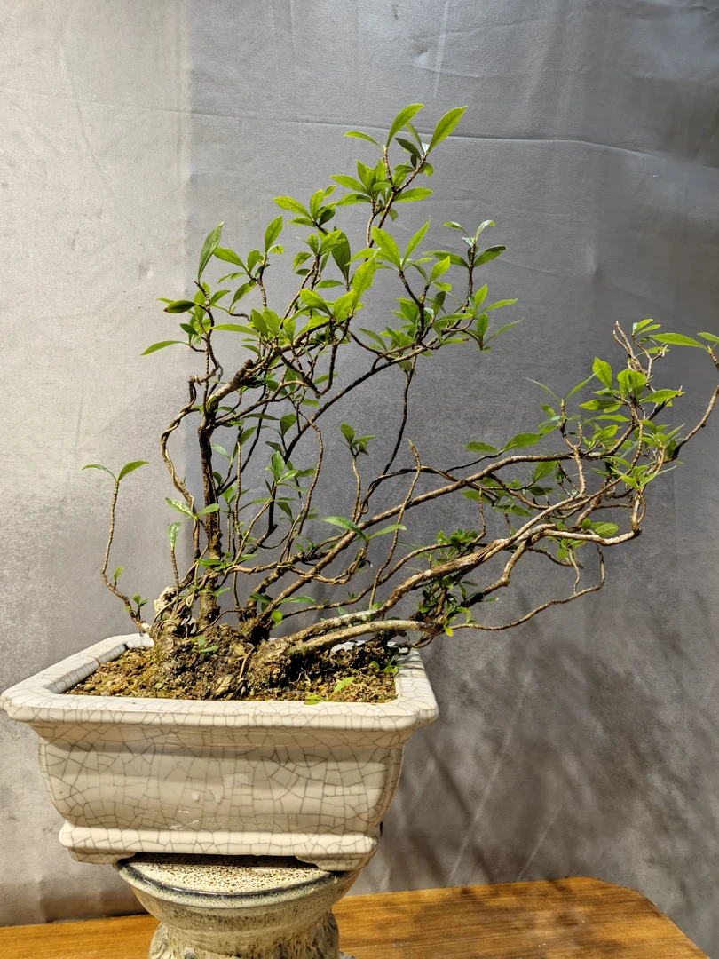 柳叶栀子花带坨坨，全天然枝