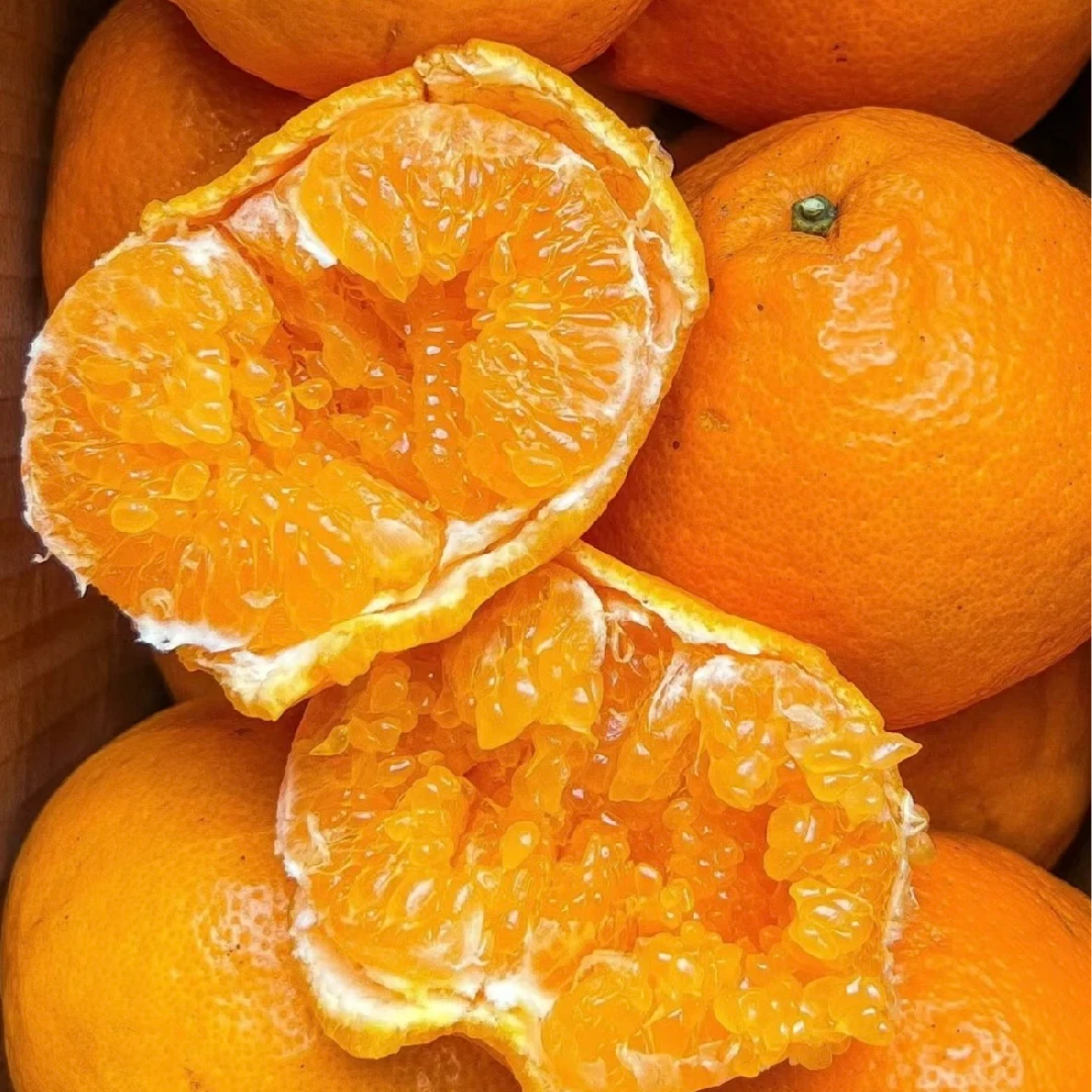 【现摘现发】四川 春见耙耙柑 果园直发 粑粑柑 丑橘不知火产地采摘