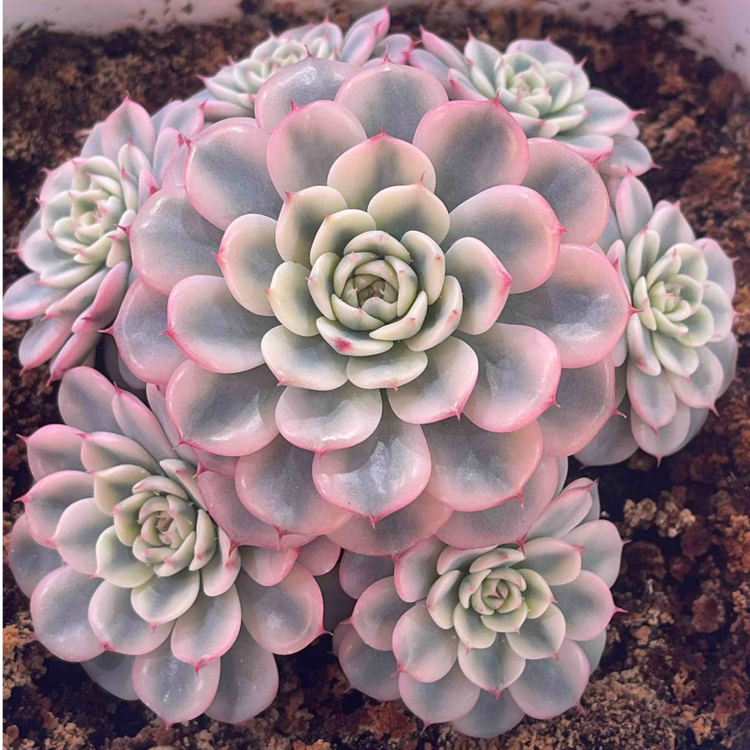 多肉锦盲盒一物一拍档链接一