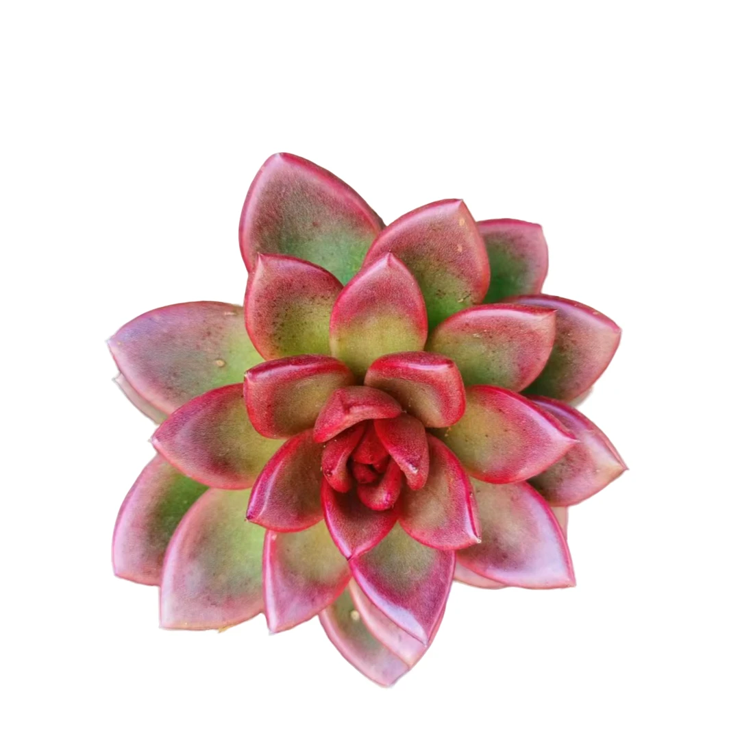 满9.9元包邮 丰沛玫瑰带盆 多肉植物（直播间展示为准）