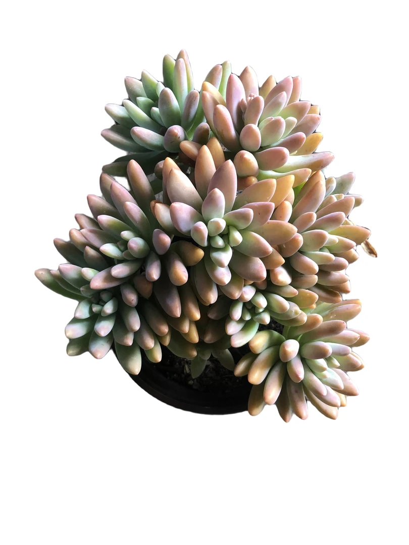 满9.9元包邮 秋丽 多肉植物（直播间展示为准）