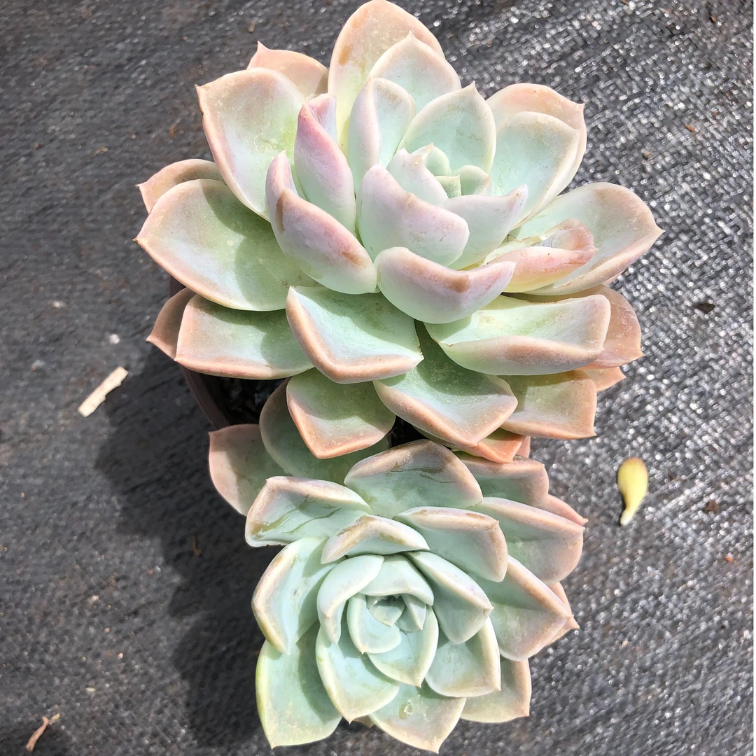 哈利沃森 满18包邮 多肉植物 （直播间展示为主）