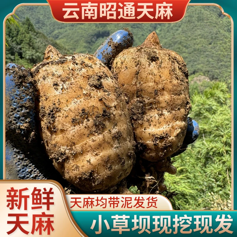 云南昭通正宗小草坝天麻现挖1-3-5斤