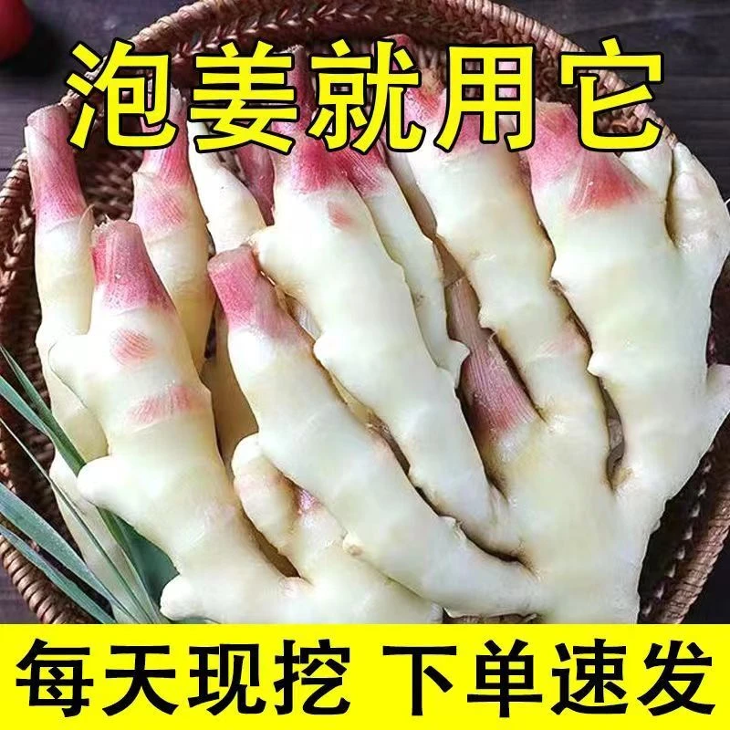 2023山东红芽嫩姜鲜姜现挖现发3斤/5斤鲜嫩产地发货仔姜美味生姜