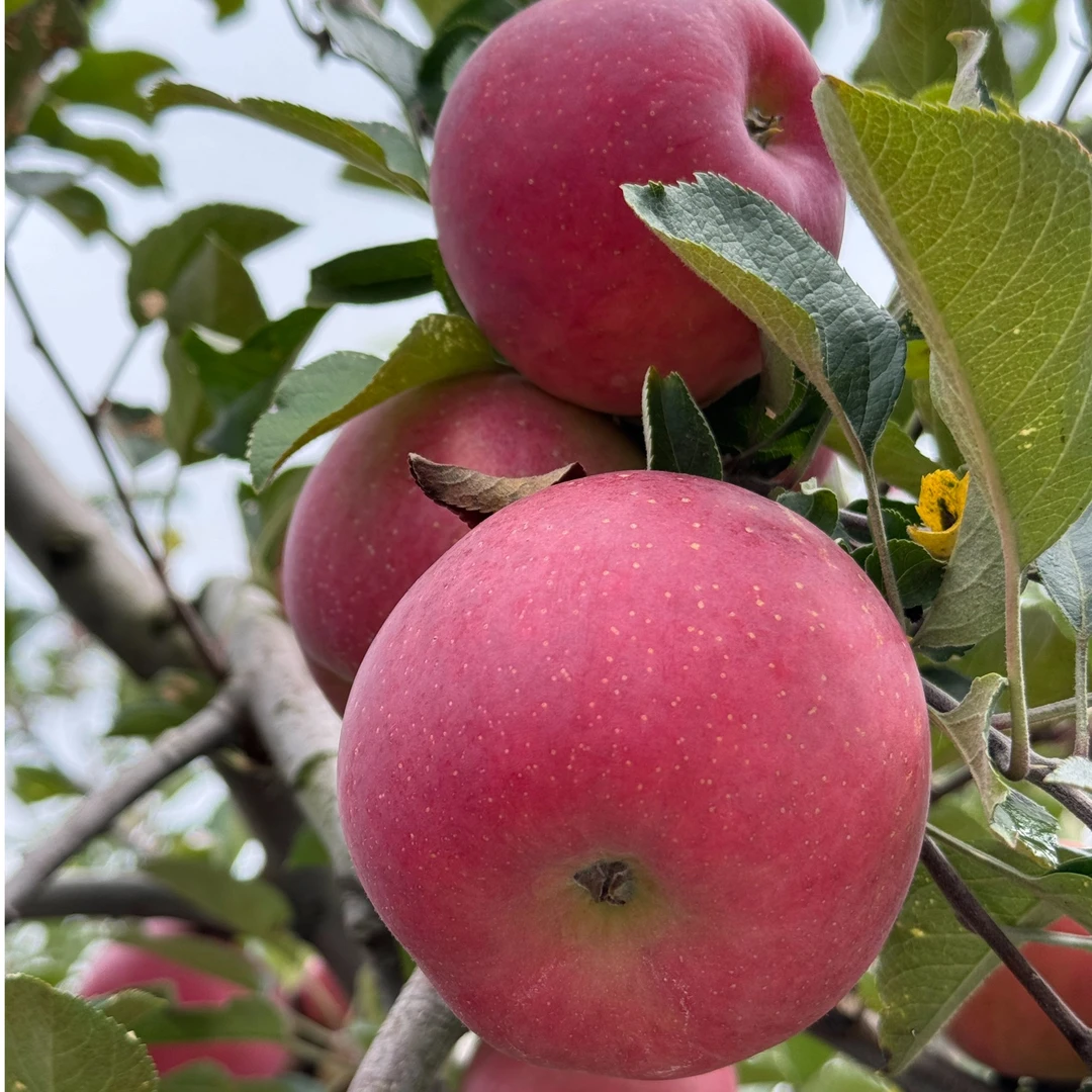 【现摘现发】2024年新昭通正宗糖心丑苹果营养水果5/9斤/重量装包邮