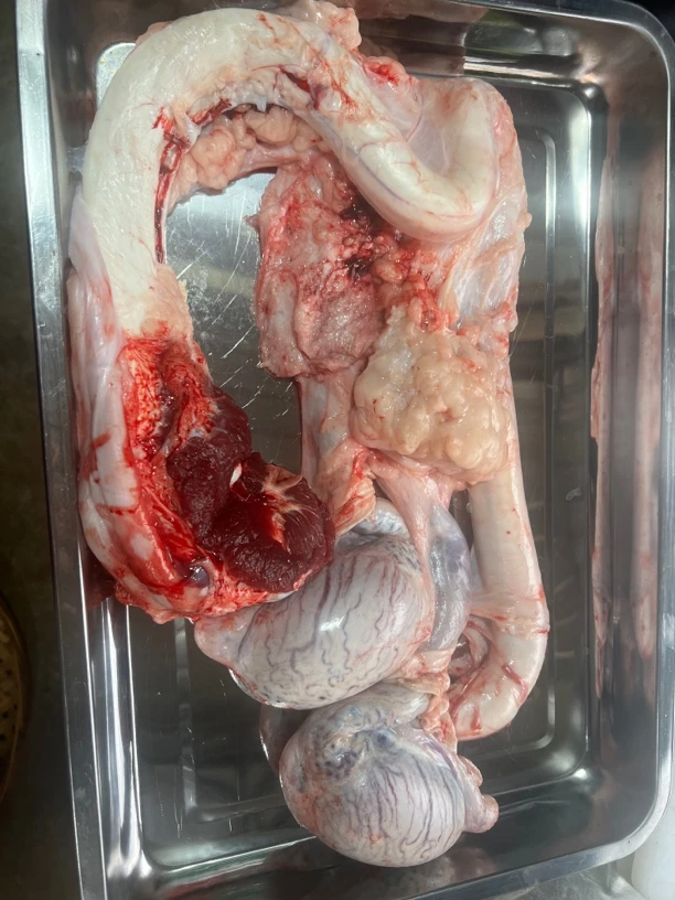 敏扬新鲜现宰黄牛肉新鲜现切牛宝