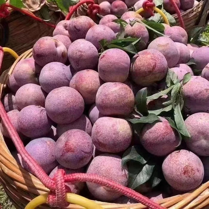 【芙蓉李】福建武平东留芙蓉李脆甜冰后更好吃5斤包邮