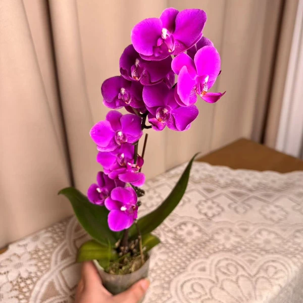蝴蝶兰《满天红》 单苗单花剑 不带盆 广州基地直发