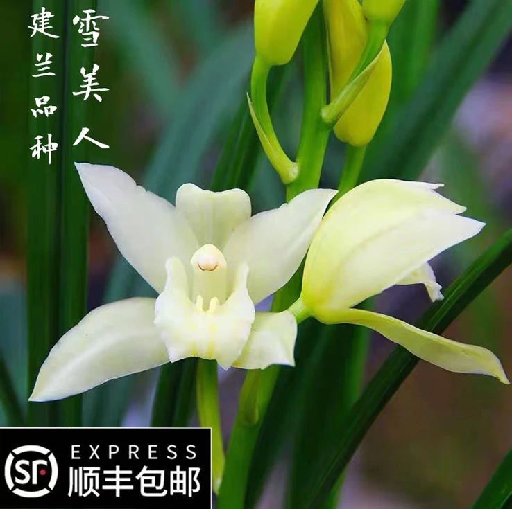 建兰【白雪公主】纯洁素花 带花苞兰花 花期12-3月春节期间浓香好养