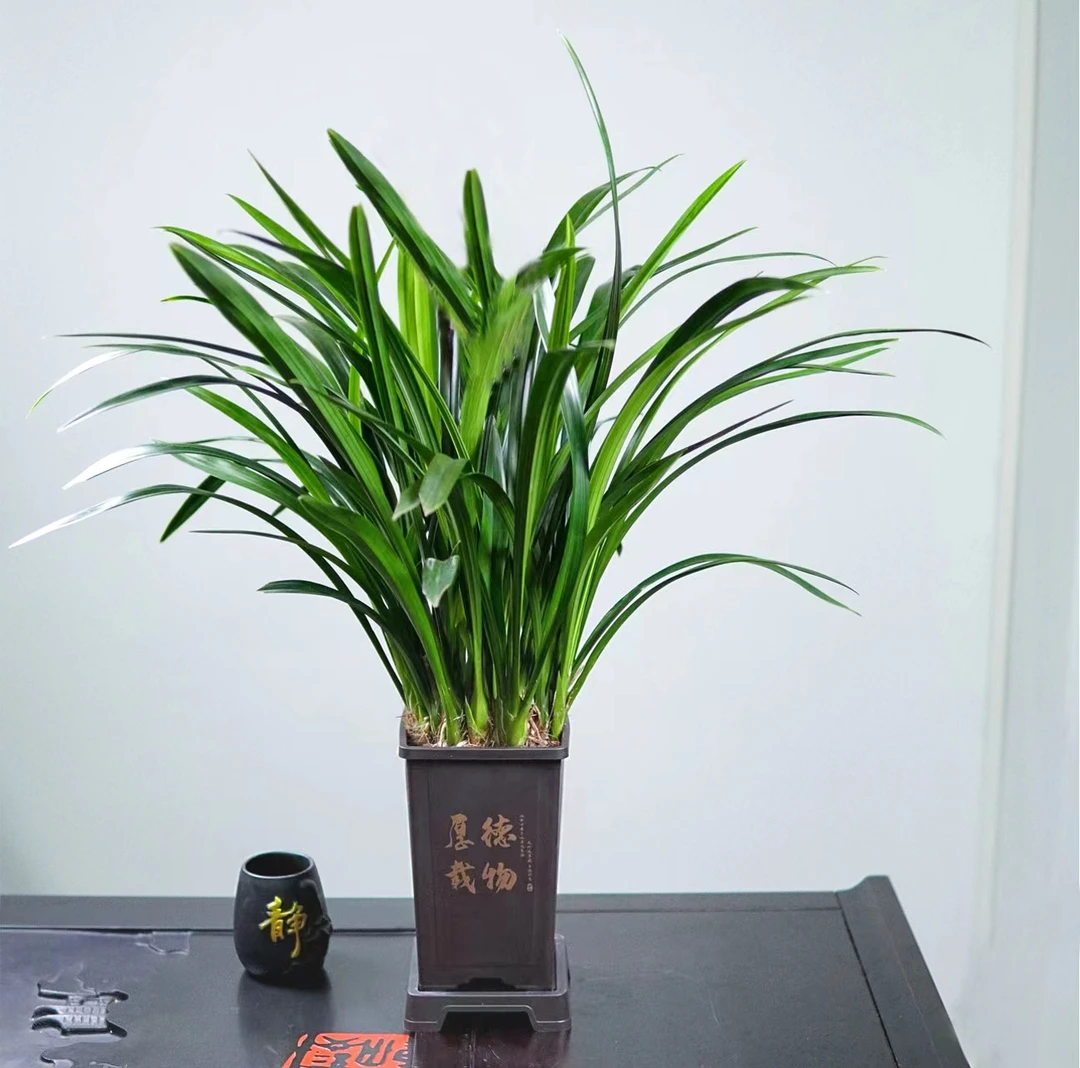 墨兰盆栽古风盆花卉室内客厅四季常青冬季开花净化空气观花兰花