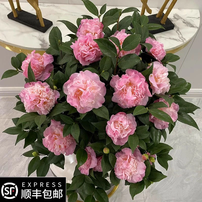 名贵花卉香妃茶花盆栽香香公主茶花苗大花浓香带花苞四季开花耐寒
