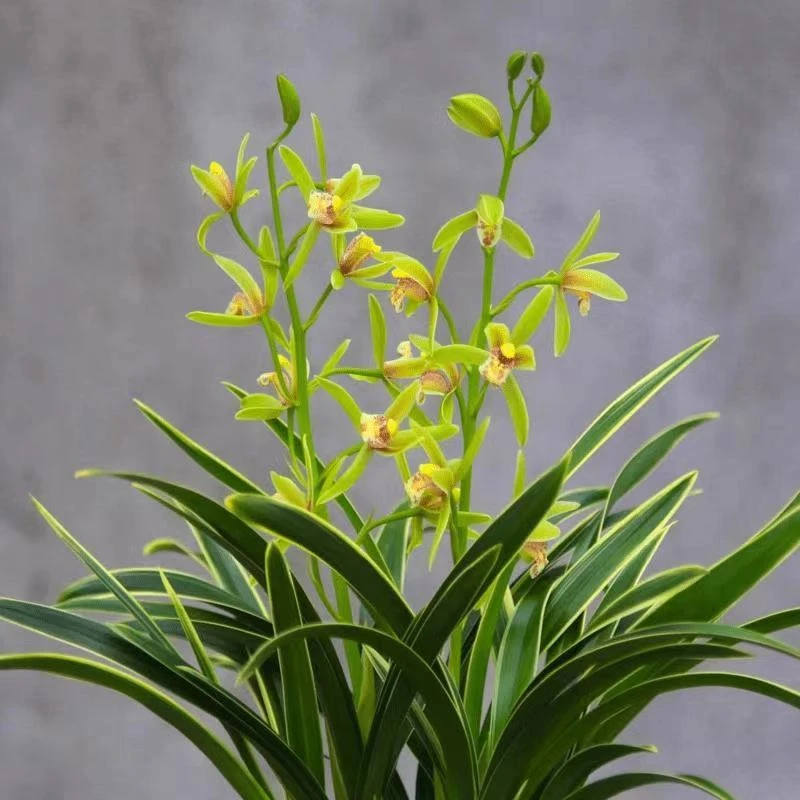 【中国龙】10苗2花起兰花花多清香花期长好养易活易花易芽 金边线艺