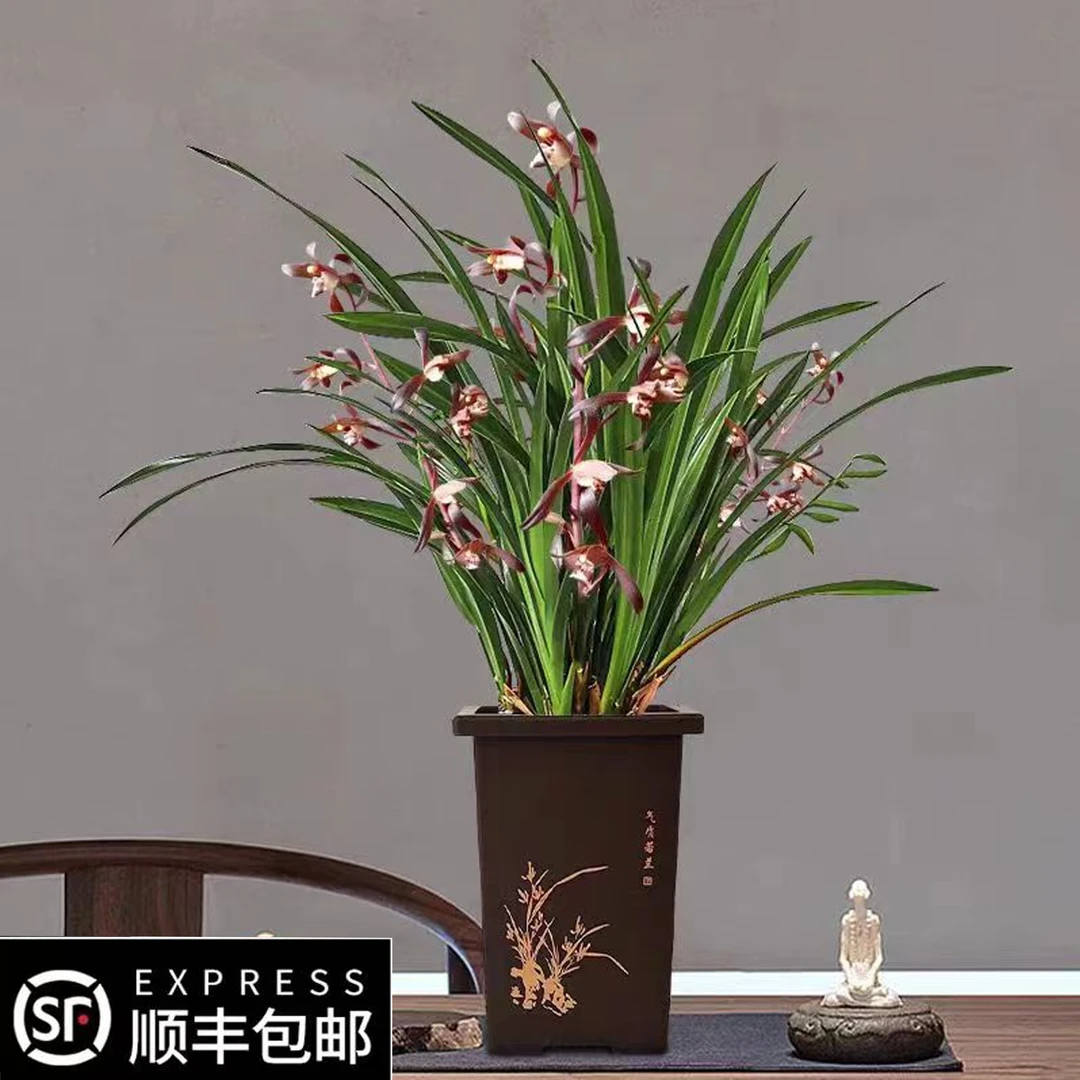 国兰【小香】名贵精品 带花苞兰花 春节前后开花浓香 春节送礼佳品