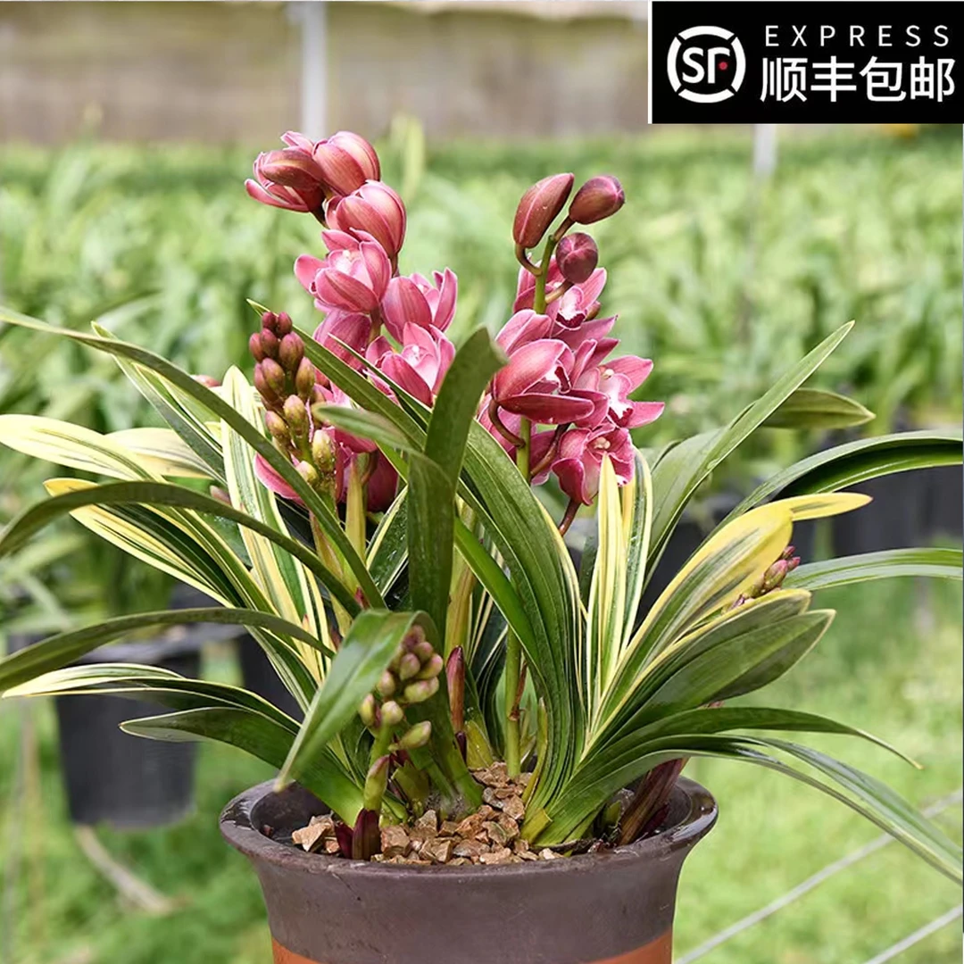 【黄金中国龙】名贵兰花大花蕙兰带花苞兰花春节开花年宵花报岁兰花