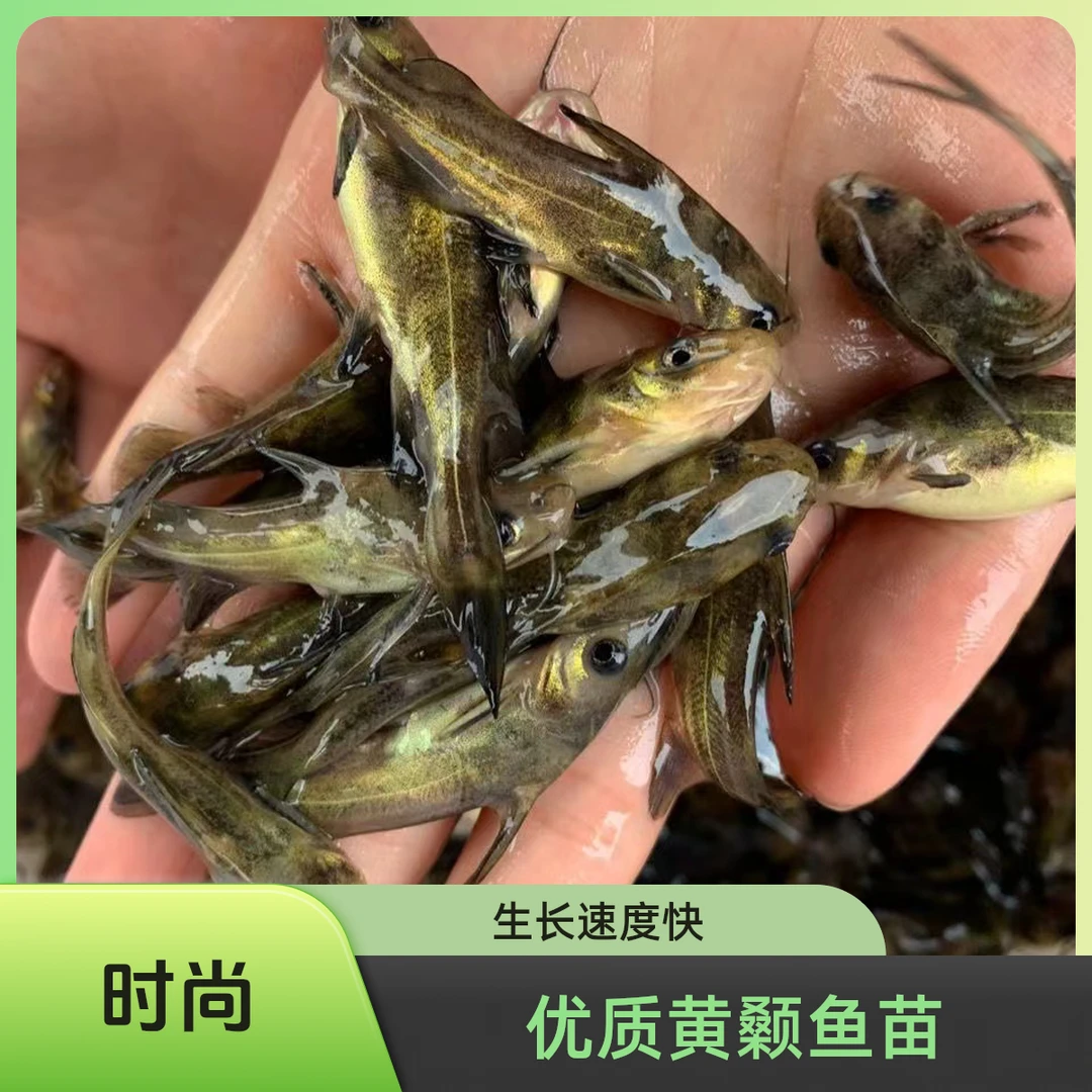 黄辣丁 黄颡鱼 贵州批发 便宜 水族淡水 好养殖