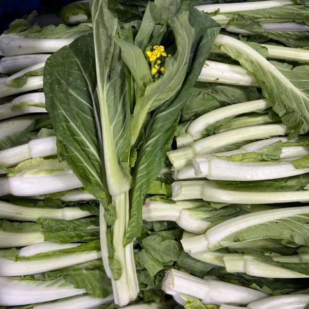 【白菜芯】露天种植新鲜采摘