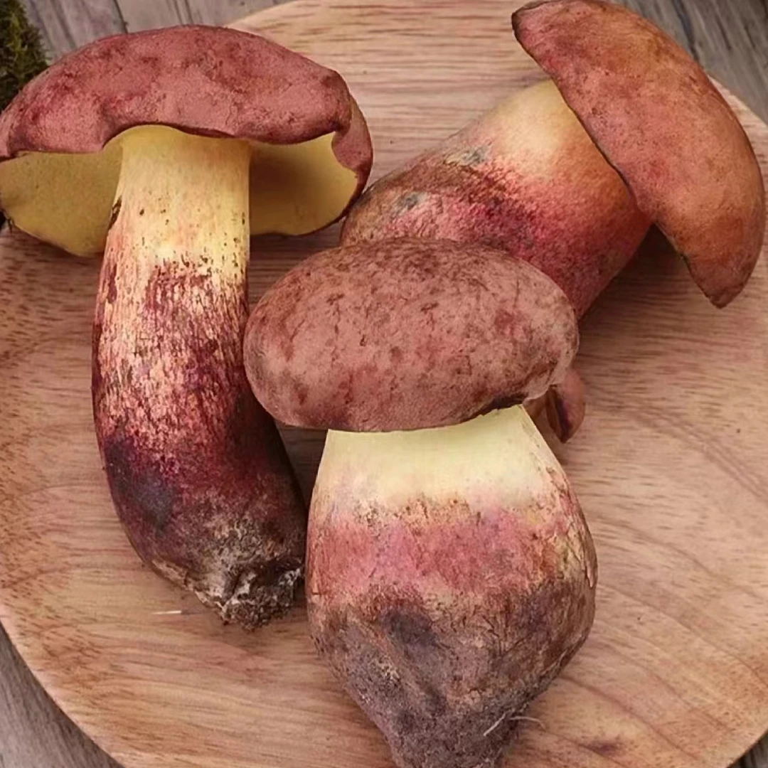 【红见手青】红葱云南精选野生菌红见手青(包含空运打包运费）