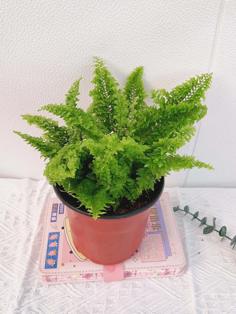 棉花糖蕾丝蕨盆栽植物室内外客厅绿植北欧风叶片办公室优雅净化