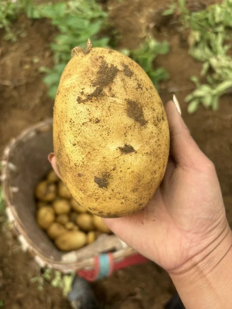 镇雄本地新洋芋中果5斤包邮