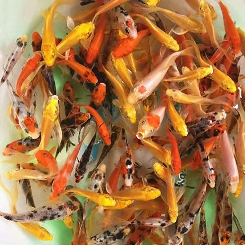 冷水观赏鱼锦鲤鱼大中小型号好养耐活渔场直发