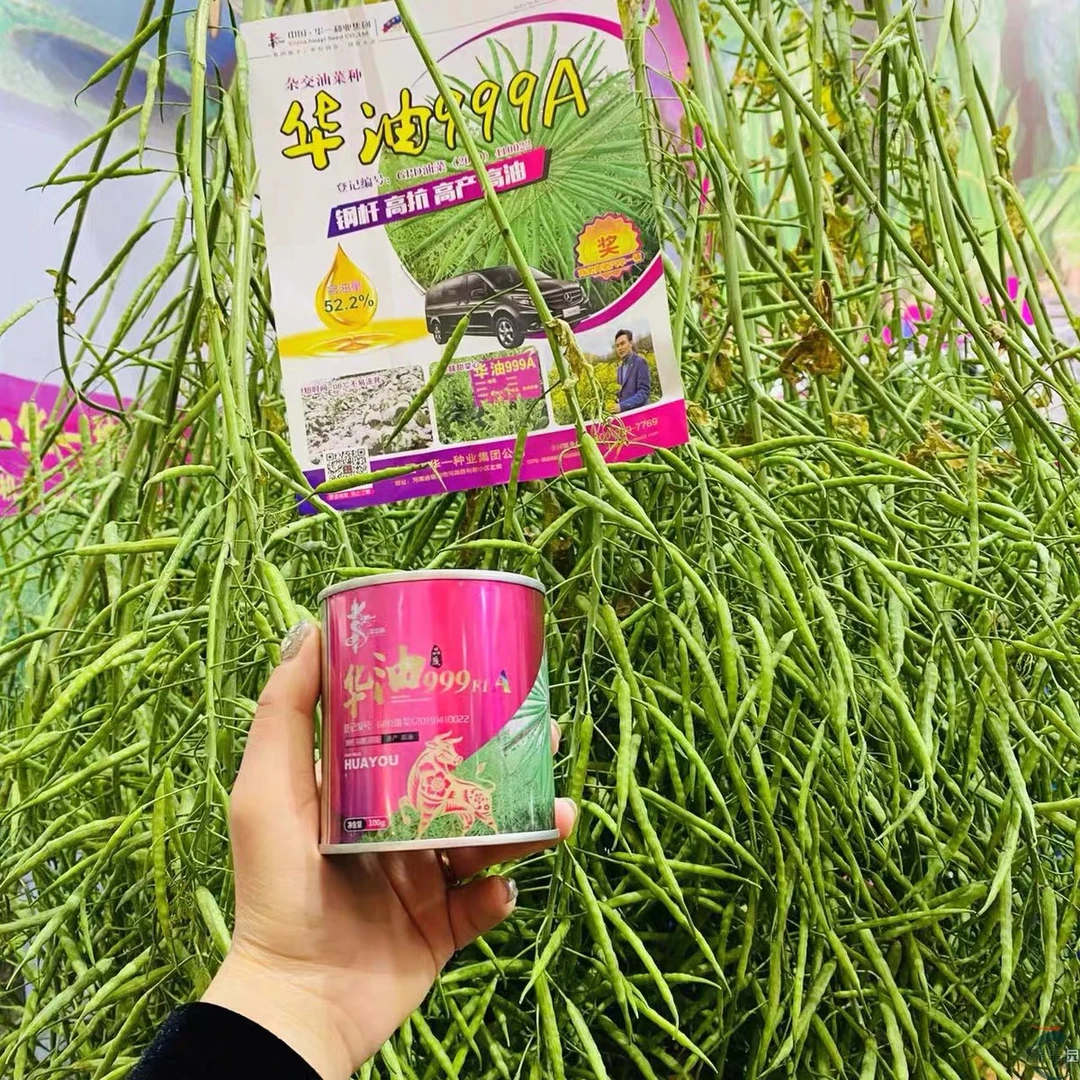 华油999油菜种籽高产矮杆油高出油九九九早熟满多油菜种子大粒铁
