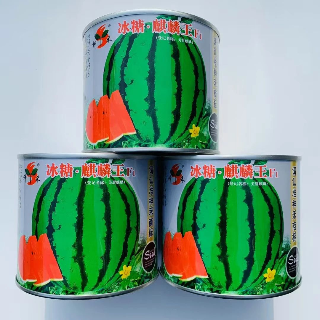 冰糖麒麟王西瓜种子早熟高糖抗裂耐运大田大棚种植大红瓤西瓜水果