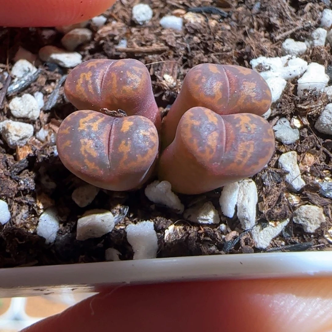 肉锥多肉植物百科338