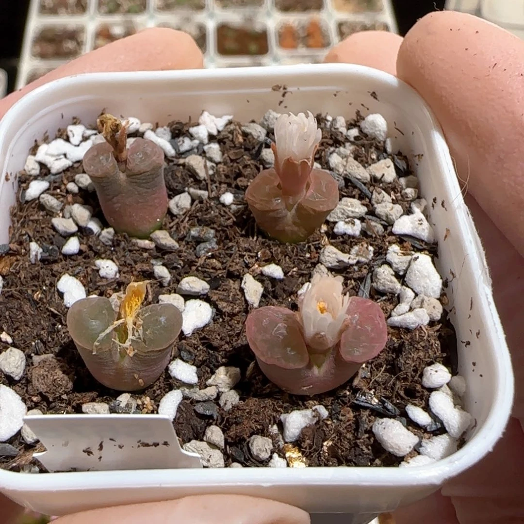 今****你肉锥多肉植物百科-磁铁1260