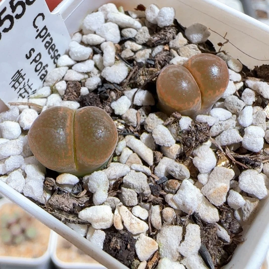 肉锥多肉植物百科790