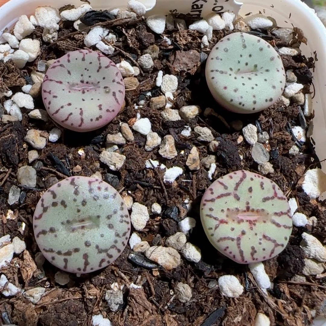 肉锥多肉植物百科956一盆